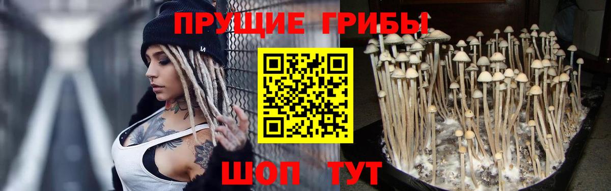 Краснознаменск  Псилоцибиновые грибы Cubensis  Вход с VPN  Псилоцибиновые грибы прущие грибы 